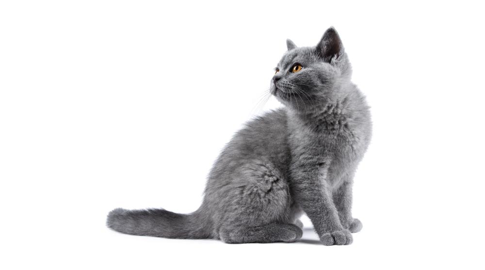 chartreux ban2
