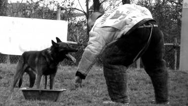 les anges gardiens dressage gallerie (3)