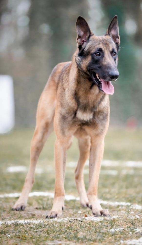 SARI DE BESCHERMENGEL