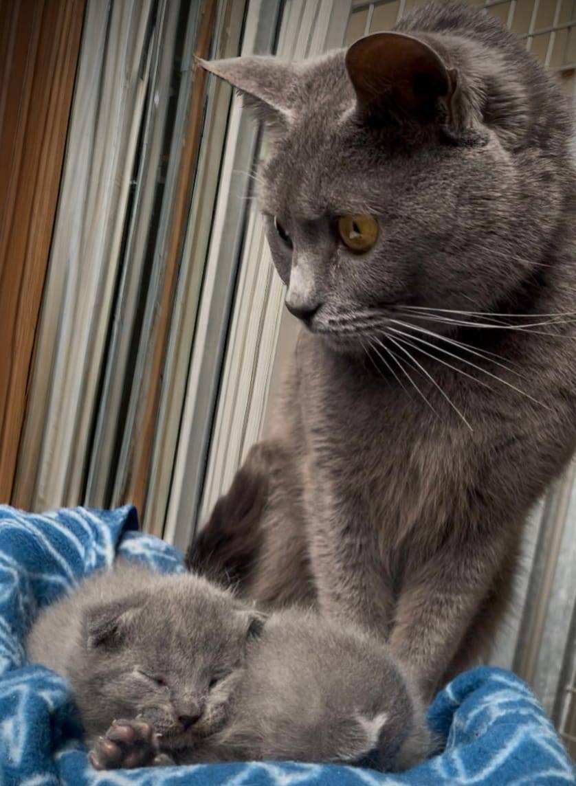 chartreux