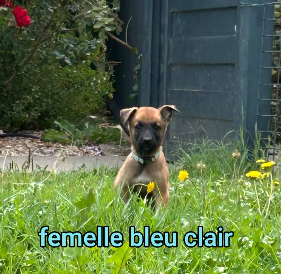 femelle bleu clair